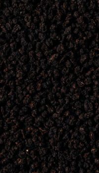 18-Chai_Guys_210714-_HaydonPerrior-4k_1